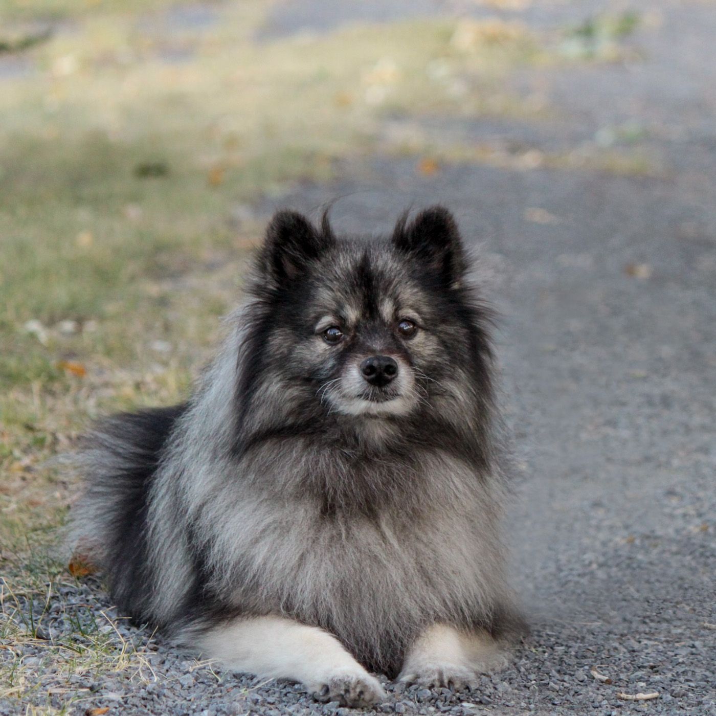 A fluffy gray Keeshond dog lying on a paved surface with a thick double coat and alert expression.