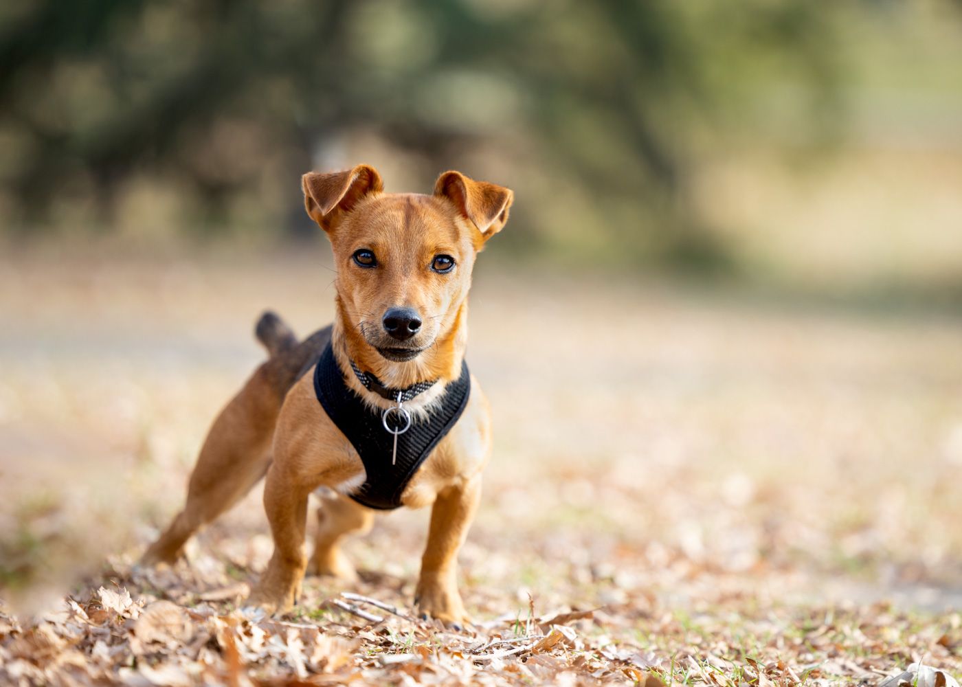 Small brown puppy wearing a black harness plays in autumn leaves on a sunny day.