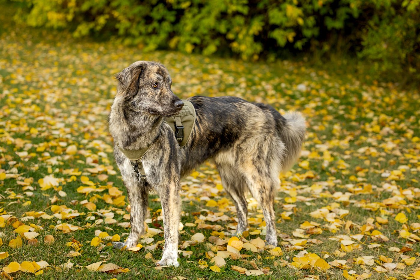 Large gray Irish wolfhound standing on grass covered with yellow autumn leaves in a garden setting.