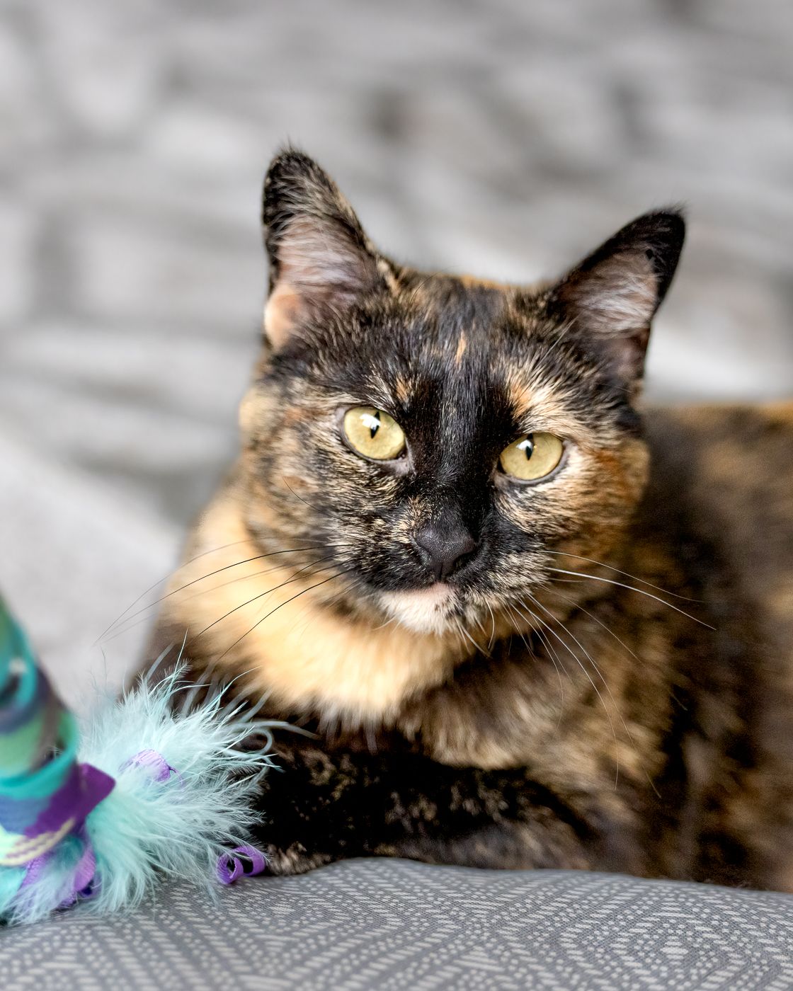 Close-up portrait of a tortoiseshell cat with bright yellow eyes and a feathered toy visible on a gray couch.