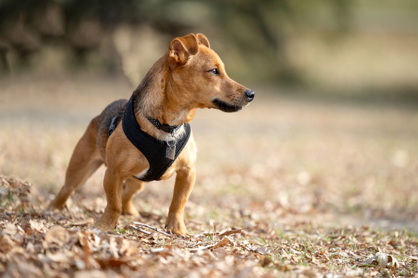 A brown dog wearing a black harness walks through scattered autumn leaves in a park setting.