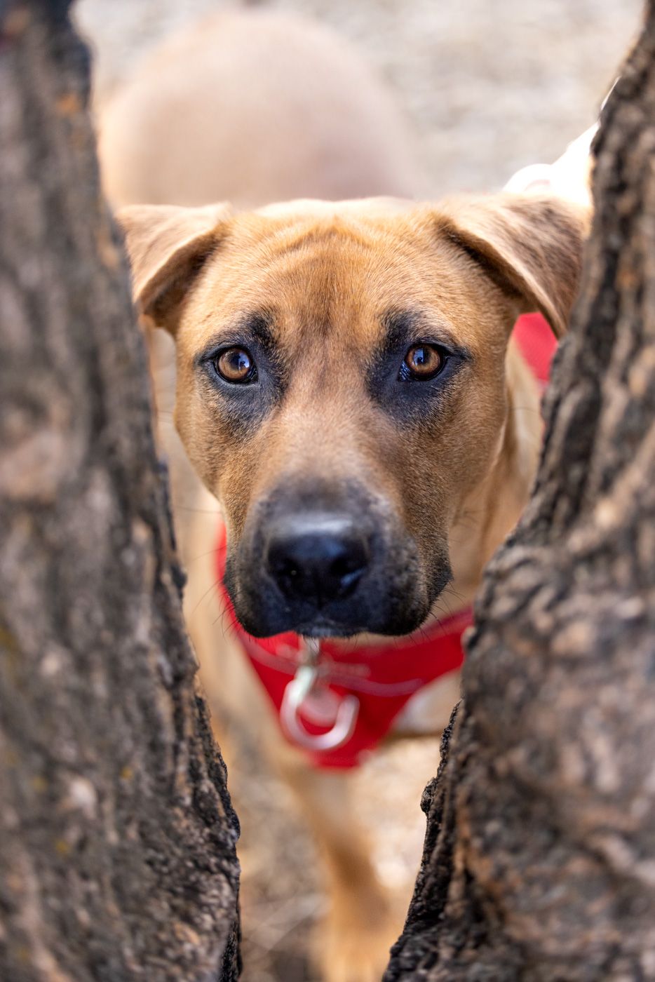 Close-up sequence of a brown dog with a red bandana peeking through tree bark in multiple playful poses.