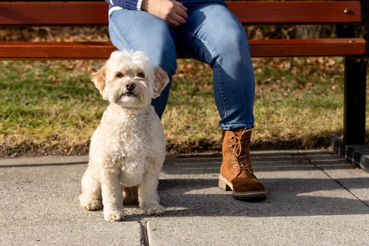 Small white dog walking on sidewalk next to brown boots in autumn setting.