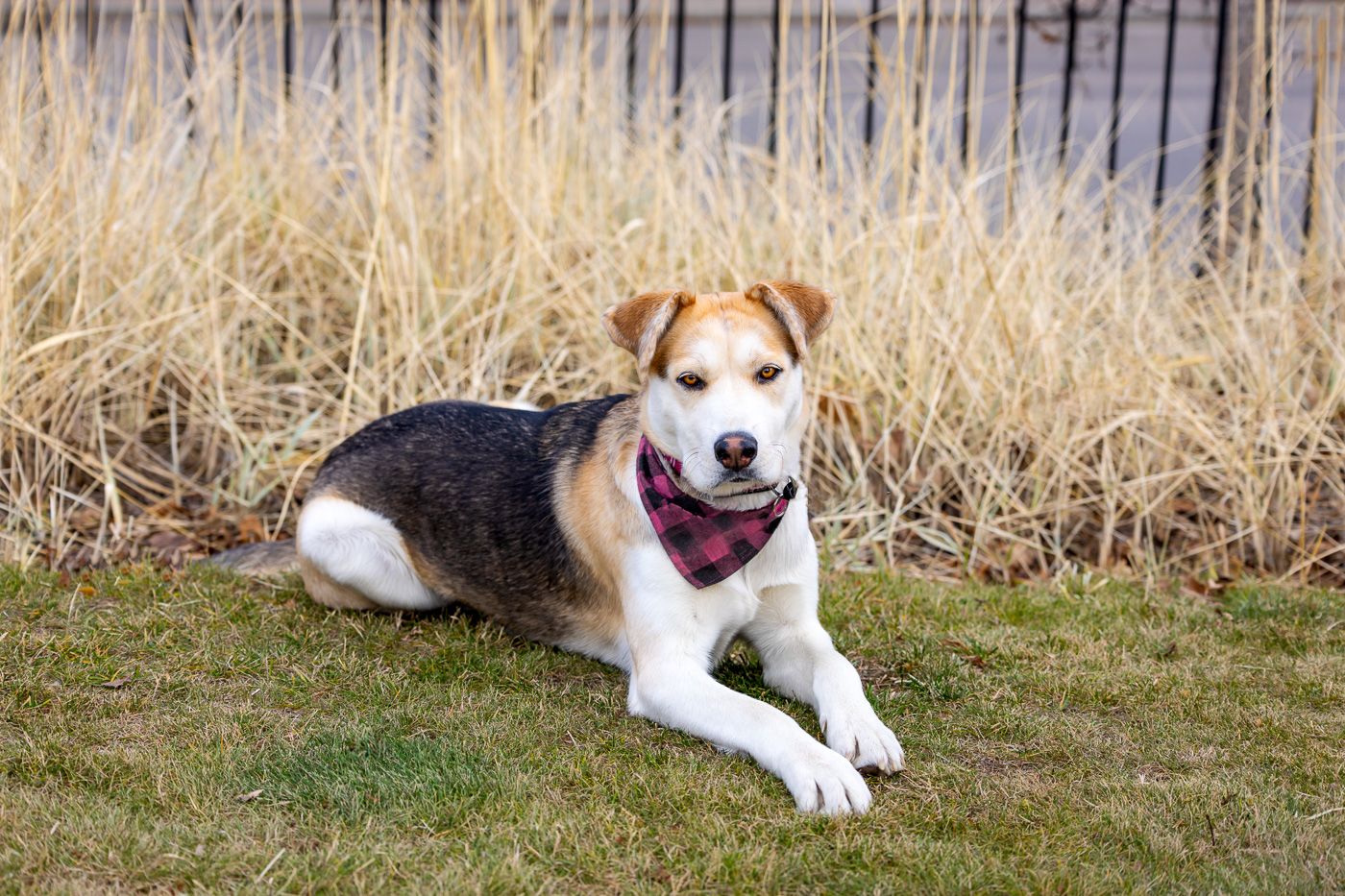 White and brown Jack Russell mix dog wearing red bandana lying in grass near tall dried vegetation with fence background.