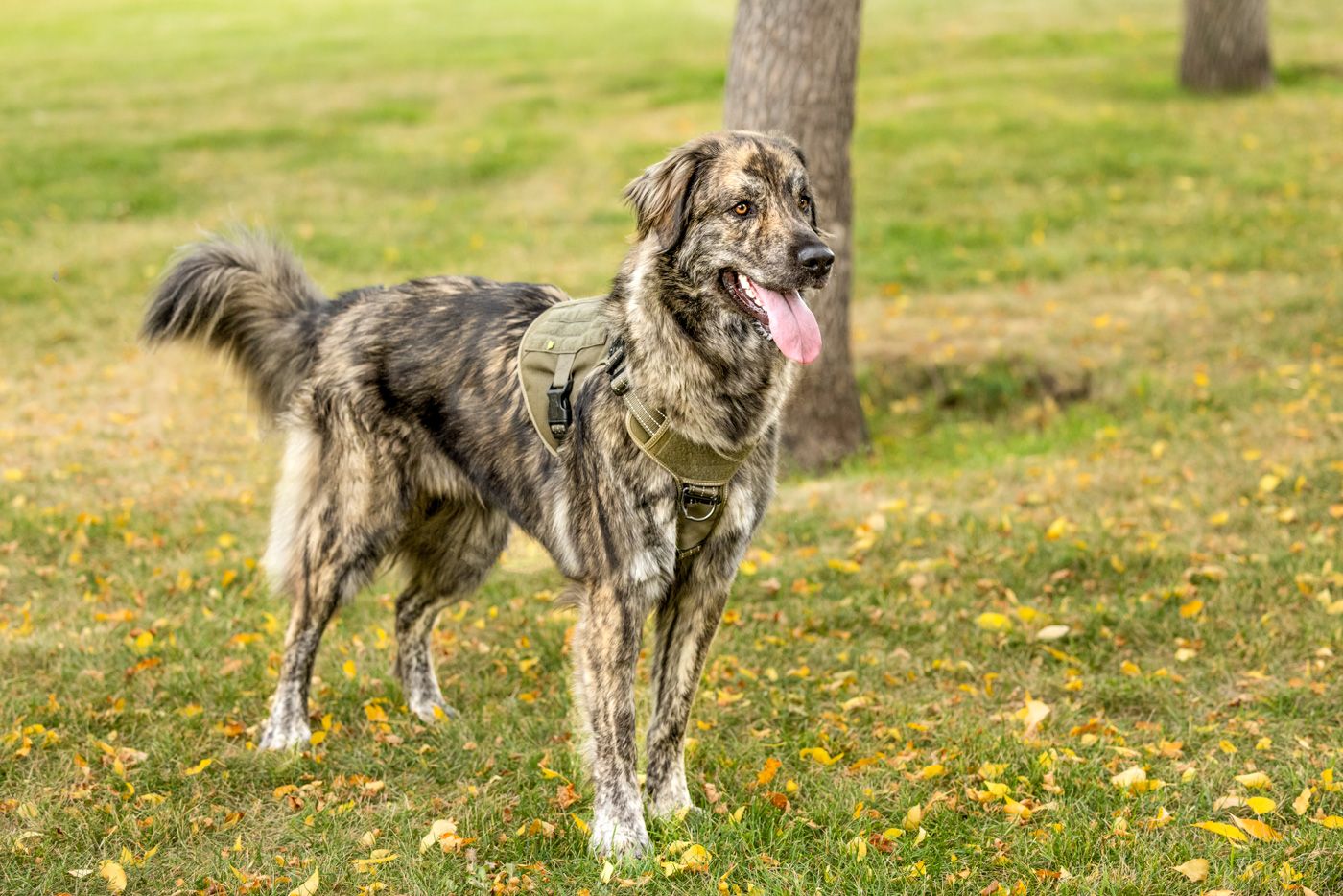 A large gray Irish Wolfhound dog stands in a grassy field with yellow dandelions blooming in spring.