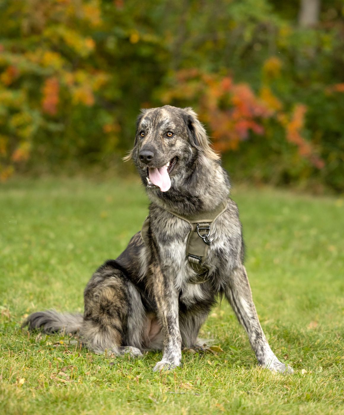 A large grey Caucasian Shepherd dog sits attentively on green grass with autumn foliage in the background.