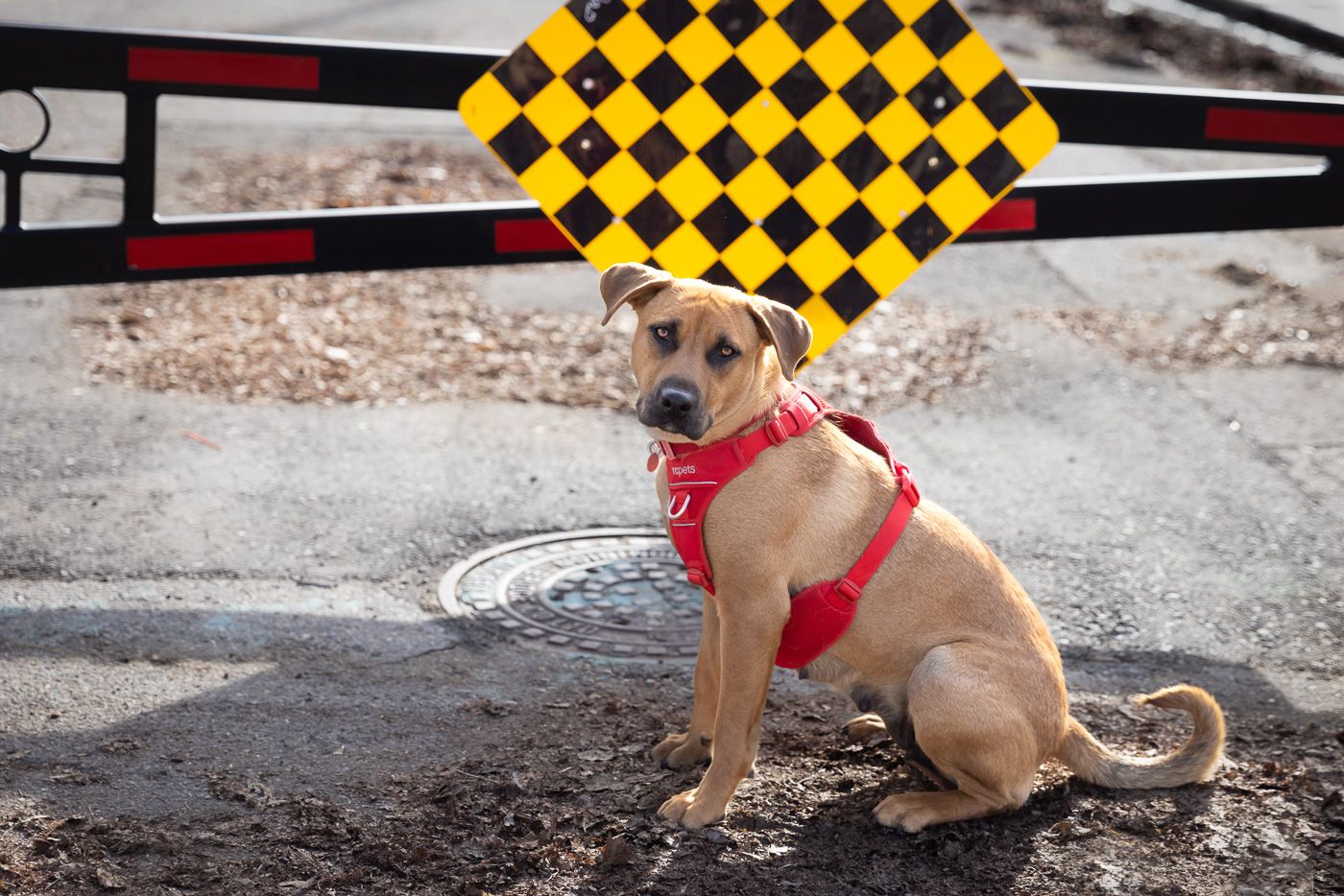 Tan pit bull dog wearing red harness sits on dirt track with racing checkered flag in background.