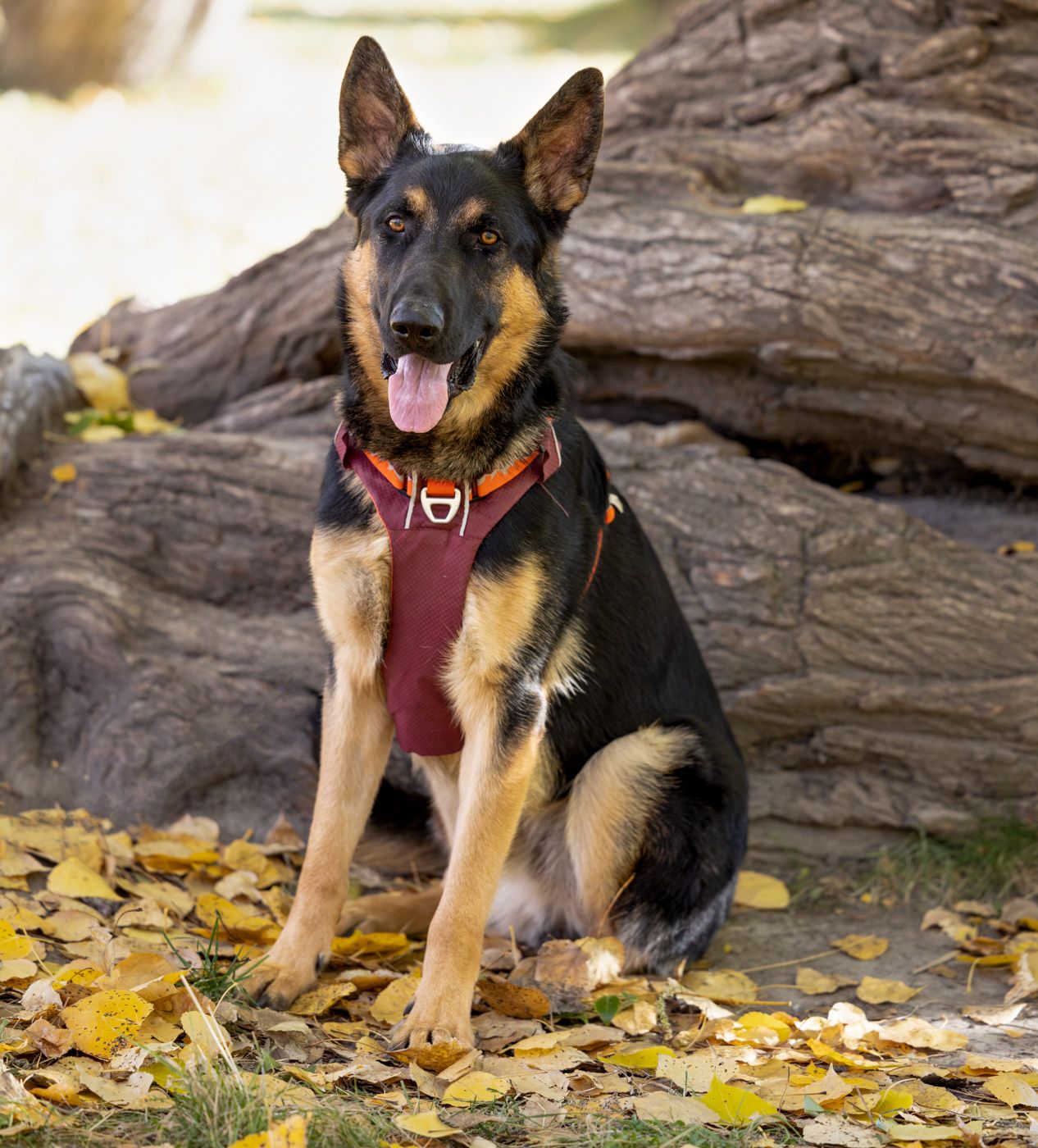 Happy German Shepherd dog wearing a red harness sits on fallen logs with autumn leaves scattered around.