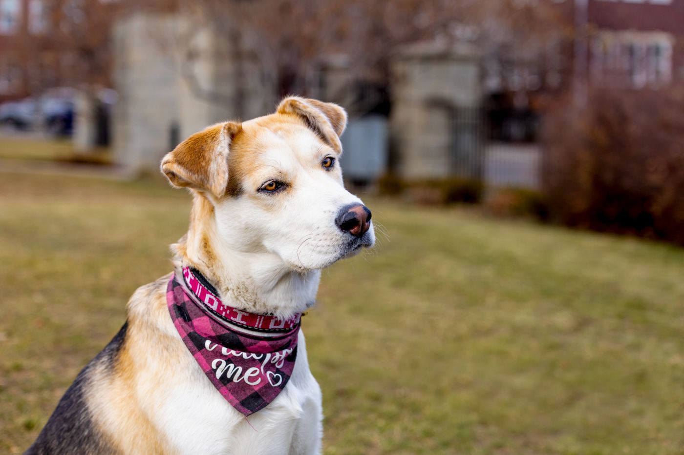 Adorable beagle dog wearing a plaid bandana poses in multiple outdoor shots during autumn weather.