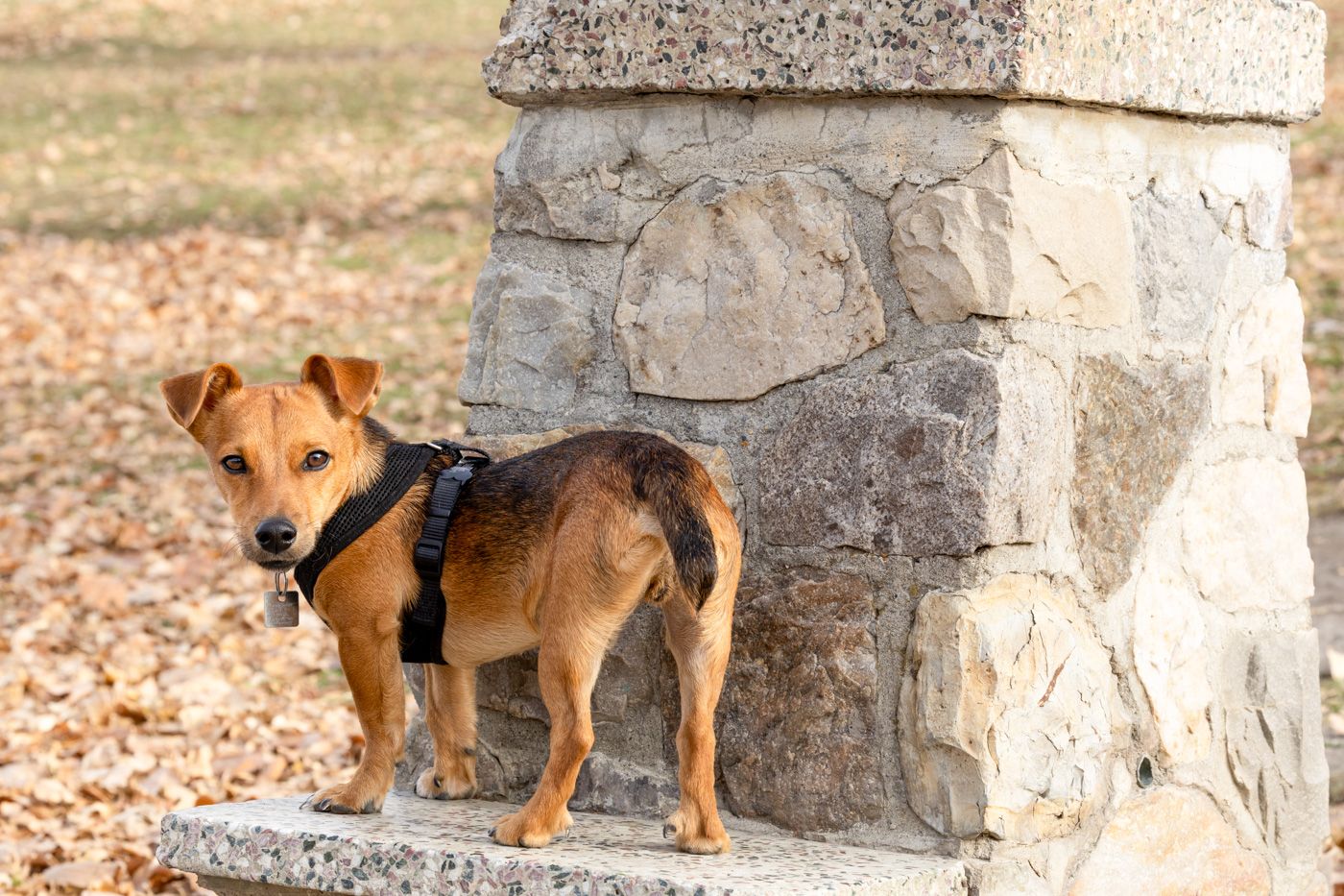 A brown dog walks past a stone wall in a series of sequential photos showing its movement through fallen leaves.