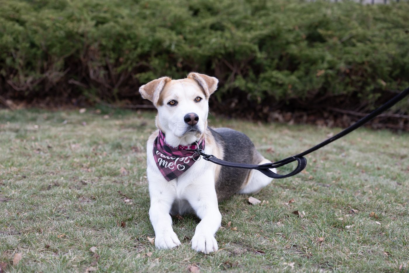 A small white and tan dog wearing a bandana on a leash stands on grass in front of green shrubs.