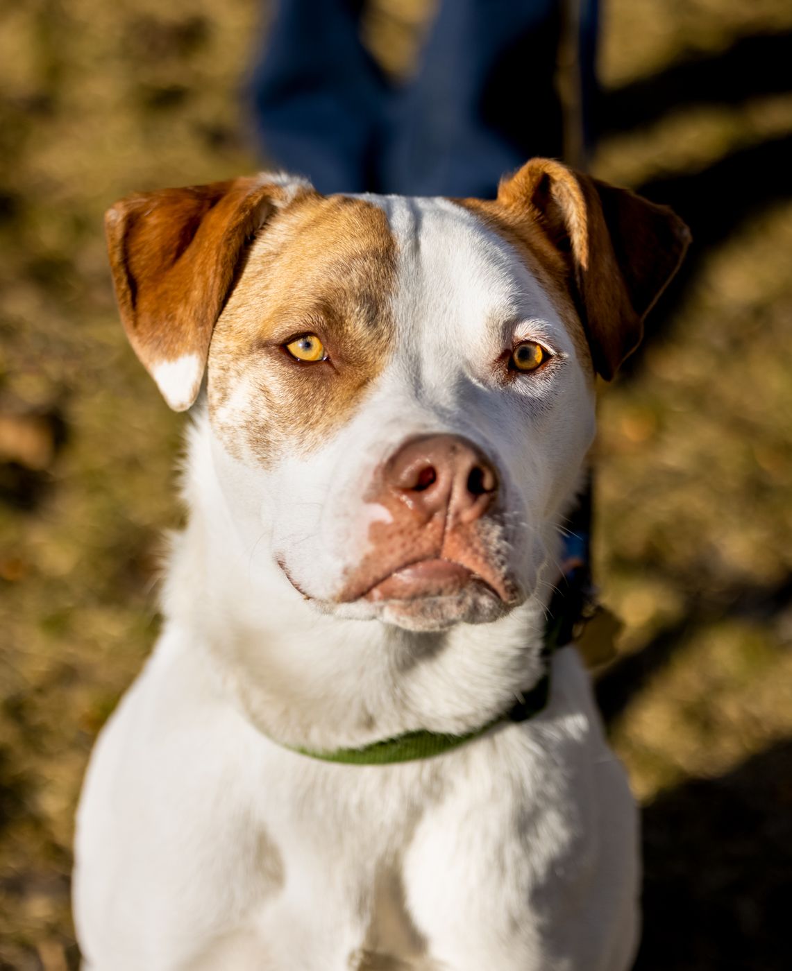 White and brown pit bull mix dog with alert expression and wearing green collar poses in outdoor sunlit setting.
