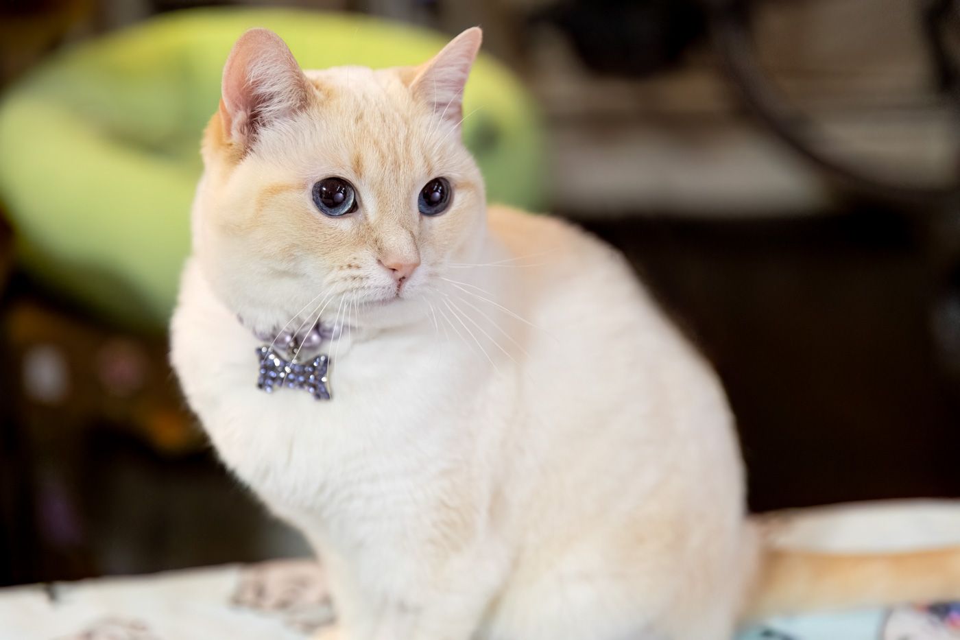 A cream-colored cat with blue eyes and a pink collar sits attentively in various poses.