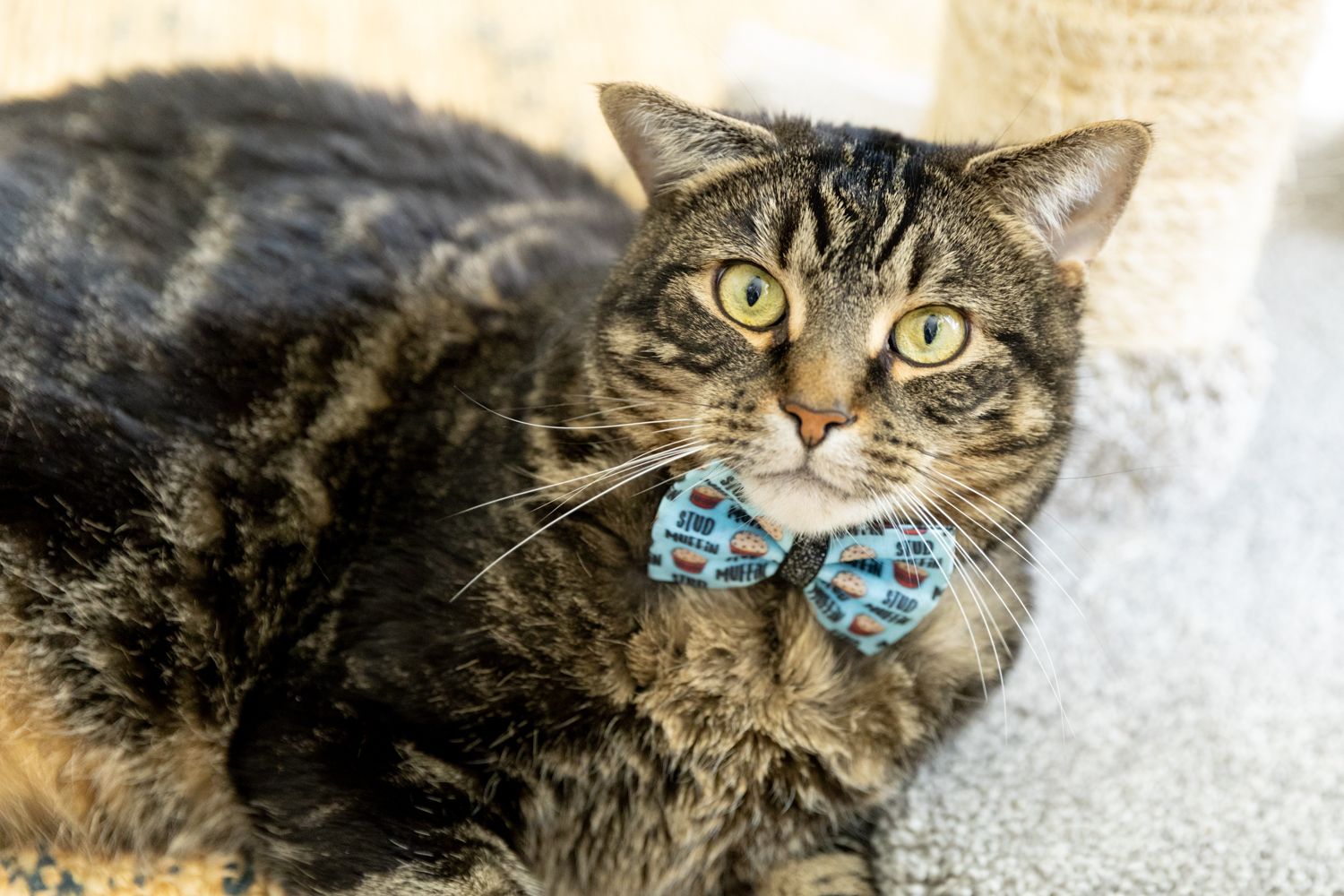 A tabby cat wearing a blue polka dot bow tie looks at the camera with bright yellow eyes.