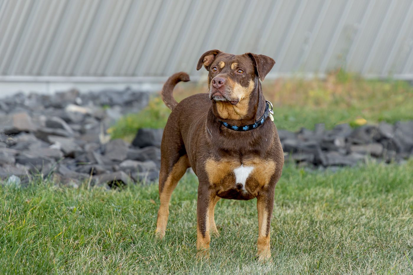 Brown and black mixed breed dog stands alertly on green grass with rocks and wall in background.