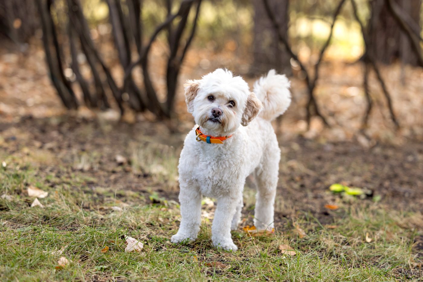 Small white fluffy dog with orange collar running and playing in a wooded outdoor area during autumn season.