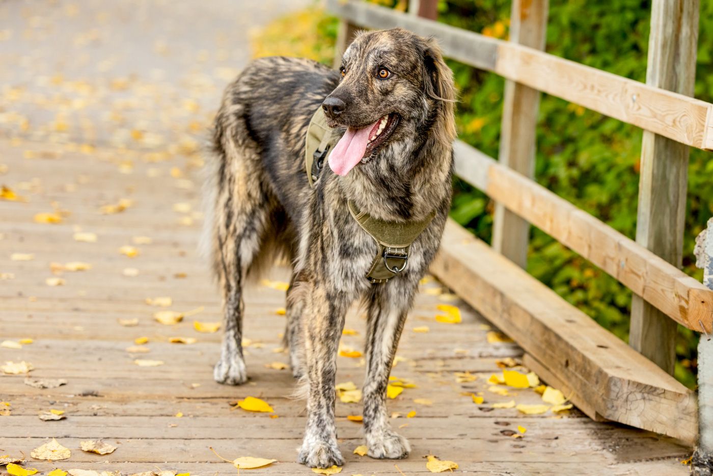 A brindle mixed breed dog stands on a wooden boardwalk with autumn leaves scattered around.