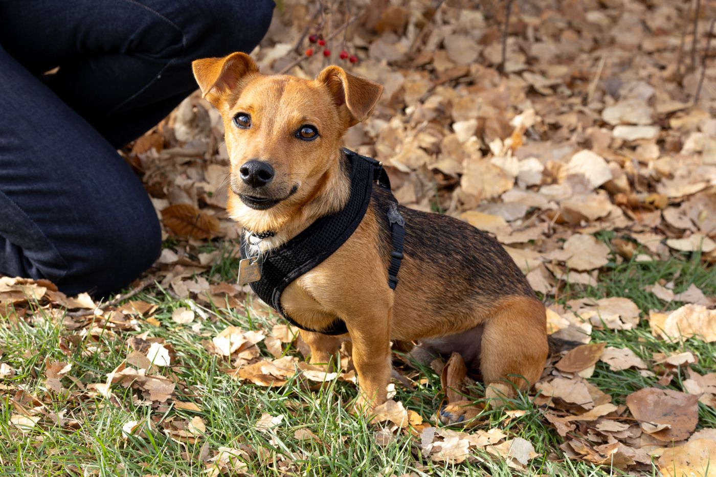 A brown and black dog rests in autumn leaves while looking at the camera with an alert expression.