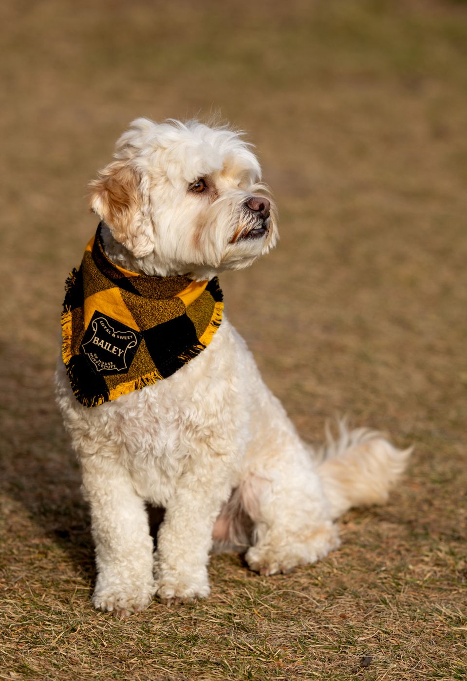 Fluffy white dog wearing a yellow and black bandana sits attentively on brown grass in outdoor setting.