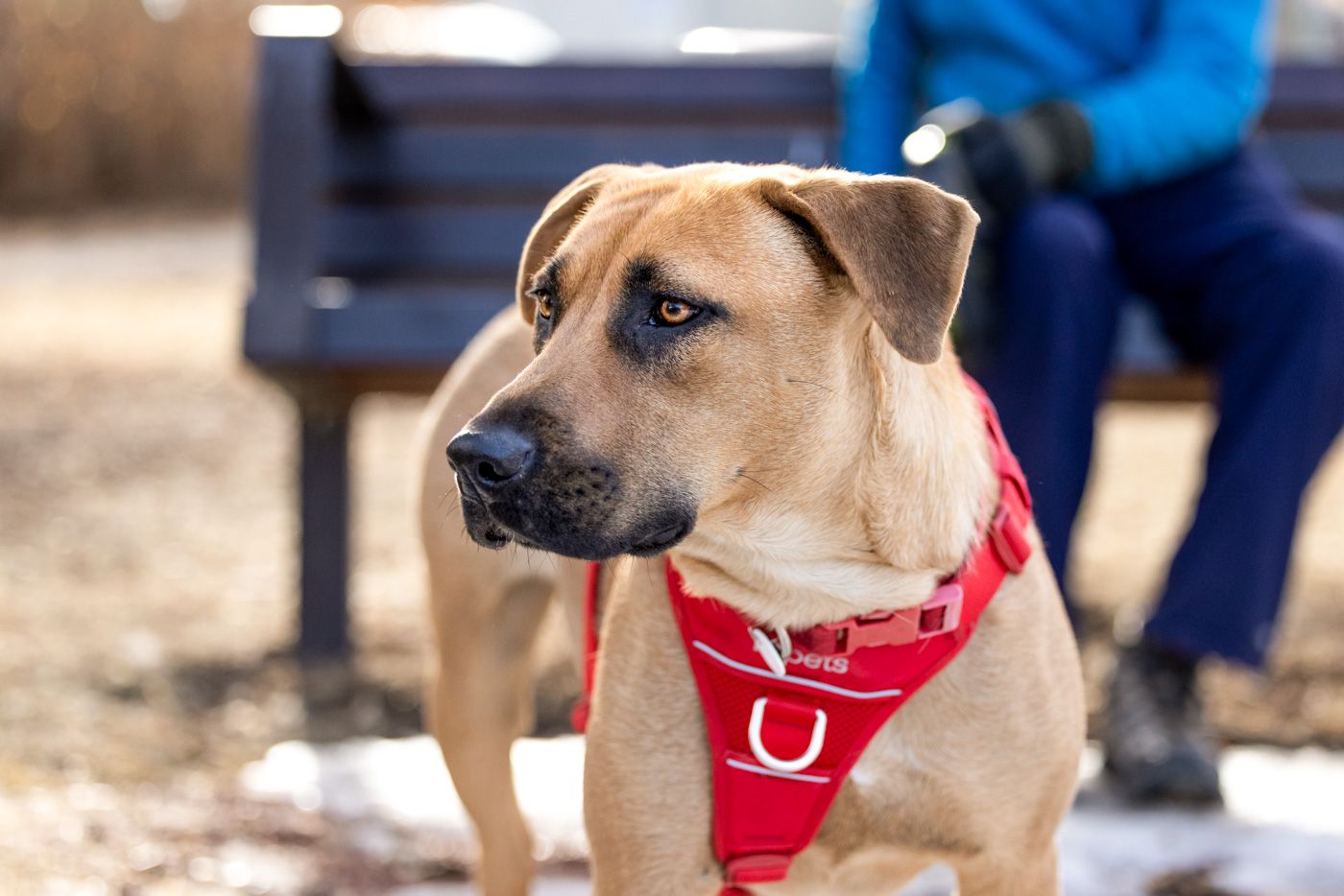 A tan mixed breed dog wearing a red bandana plays in a park with other dogs in the background.