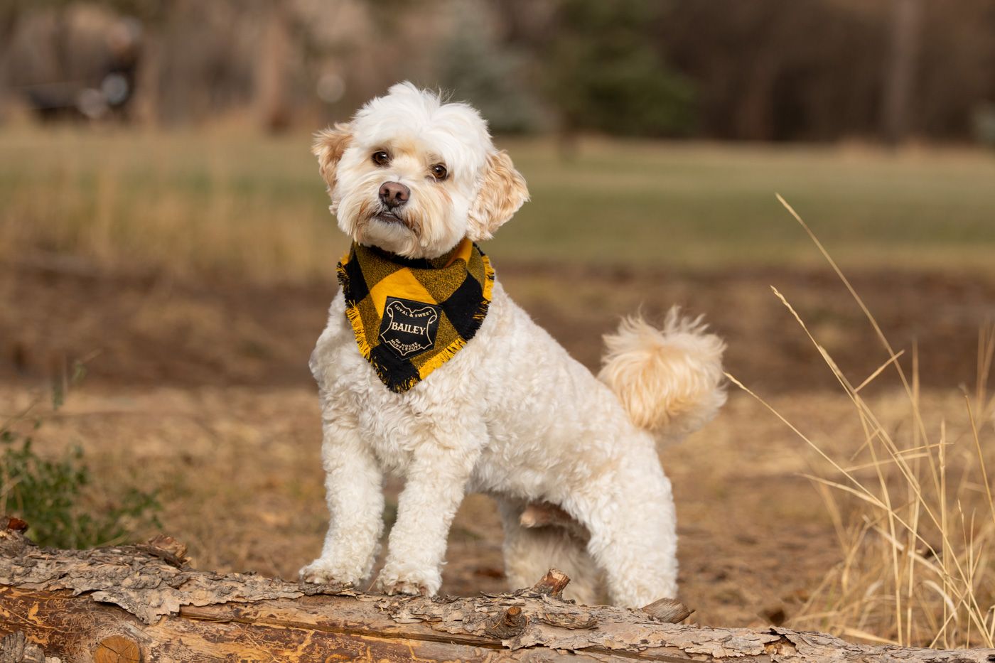 A small white fluffy dog wearing a yellow bandana plays in a field of tall brown grass.