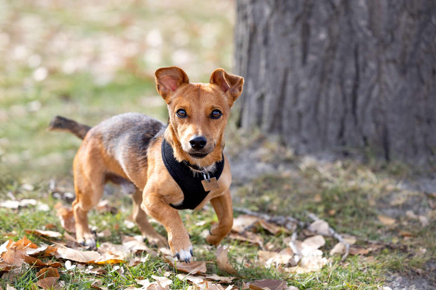 A brown and white dog plays and explores in a forest setting with fallen leaves on the ground.