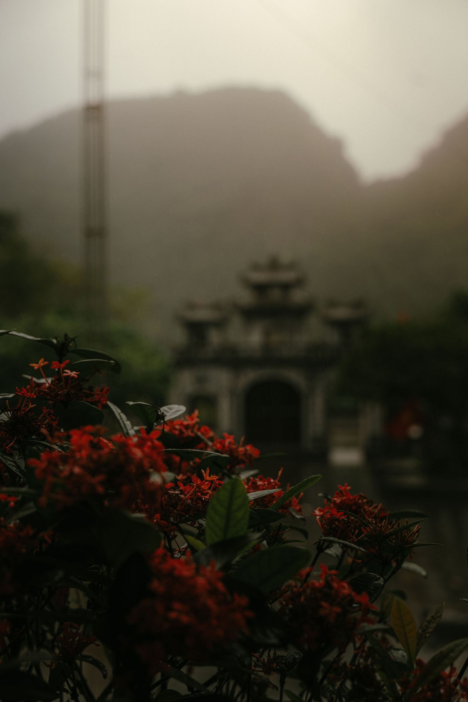 Red flowers bloom in front of a traditional Asian temple gate with misty mountains in the background.