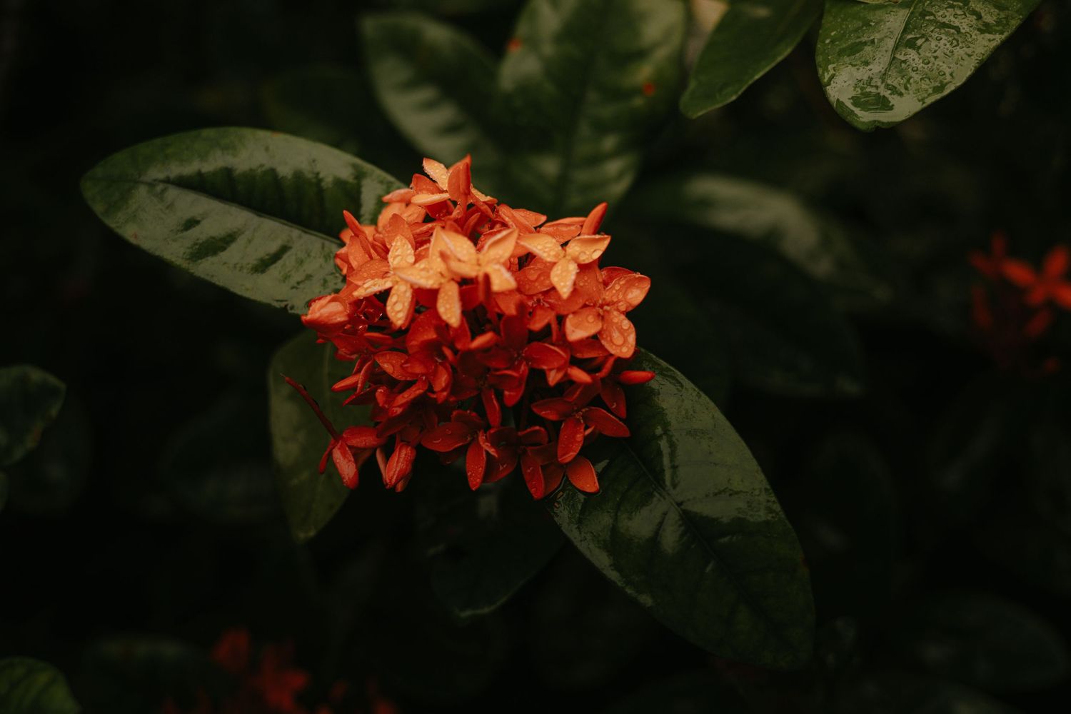 Close-up of vibrant coral-colored Ixora flowers with dark green leaves in natural lighting.