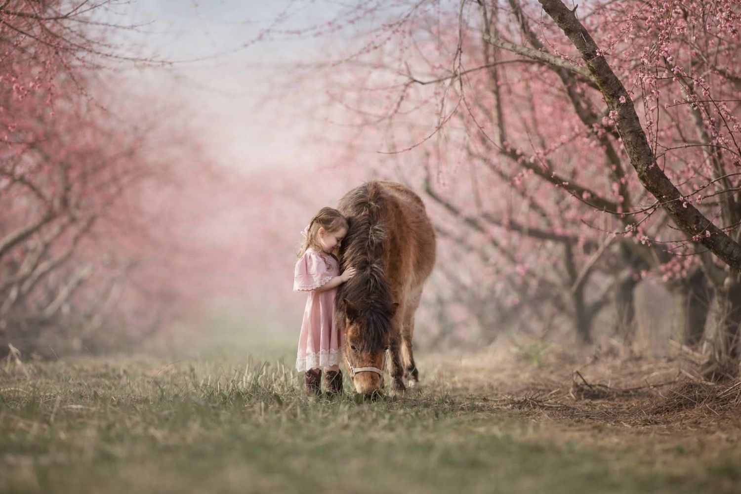 Girl in pink dress hugging a miniature pony among blooming pink cherry blossom trees in a dreamy spring orchard.