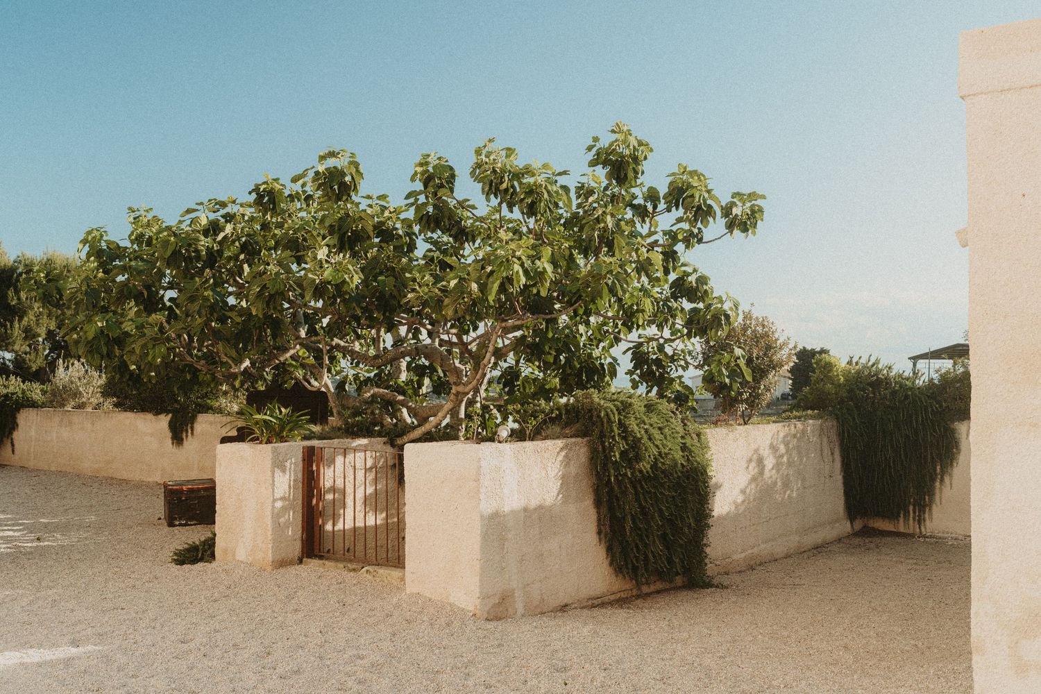 Concrete planter boxes with green plants line a beige stucco wall in a desert landscape setting.