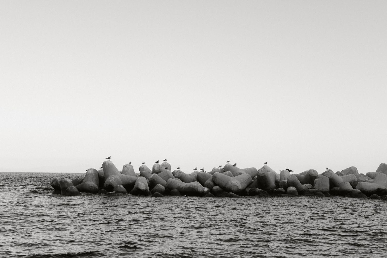 A group of seals resting on rocks near the ocean shore in a black and white photograph.