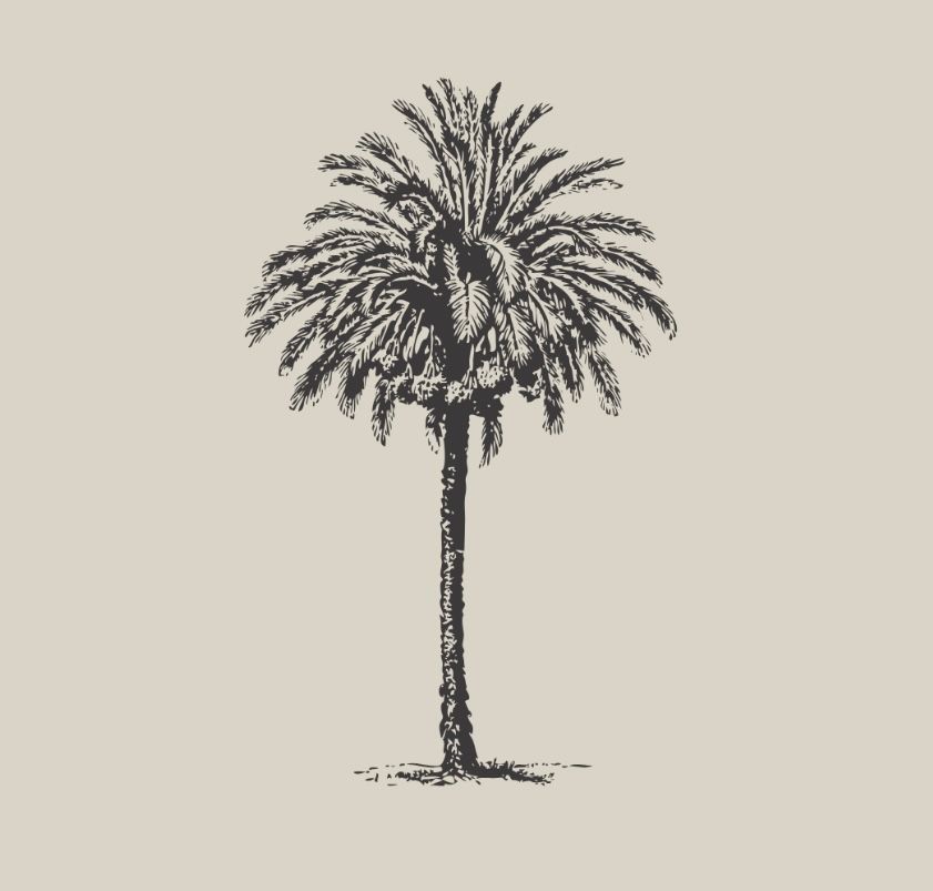 Vintage sketch illustration of a tall palm tree with detailed fronds on a beige background.