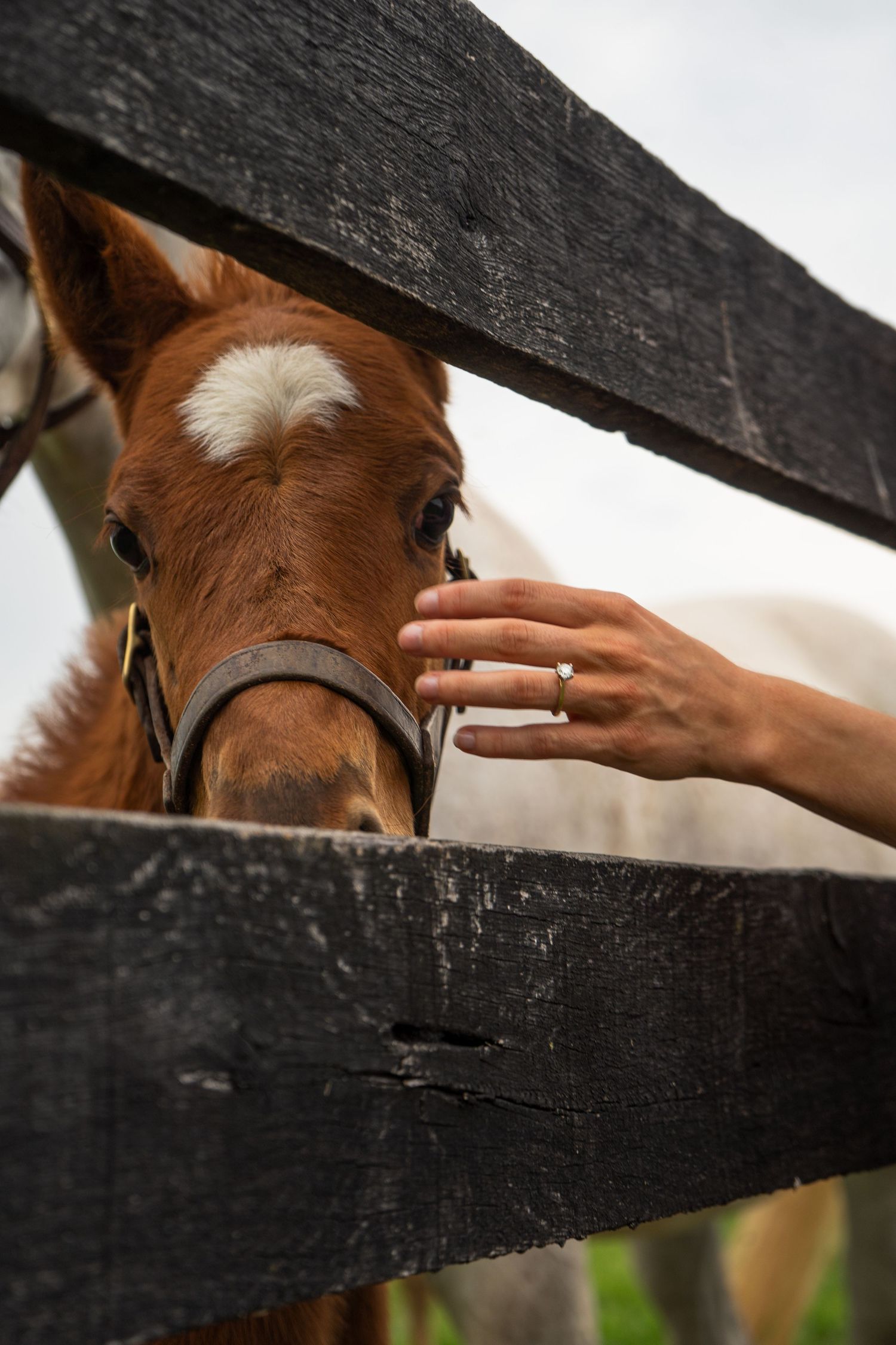 Close-up of a hand with engagement ring gently touching a brown foal through a black wooden fence.