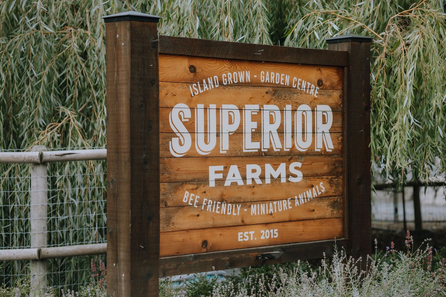 A rustic wooden sign for Superior Farms displayed against a backdrop of drooping willow tree branches.
