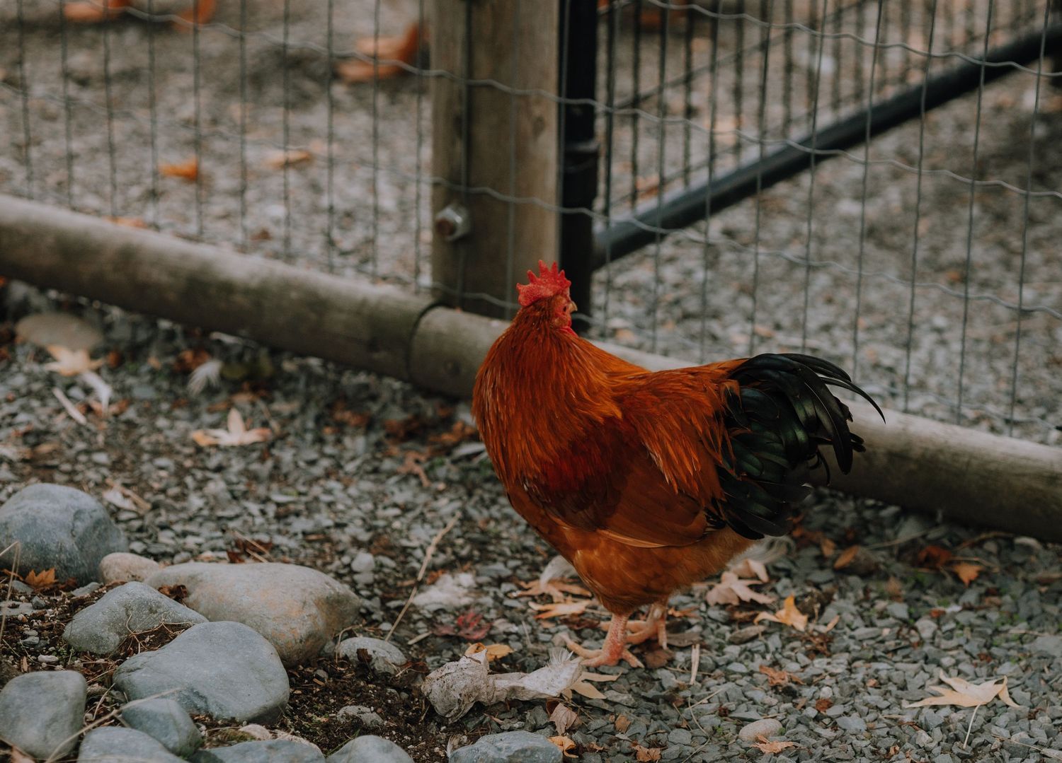 a chicken at a local farm