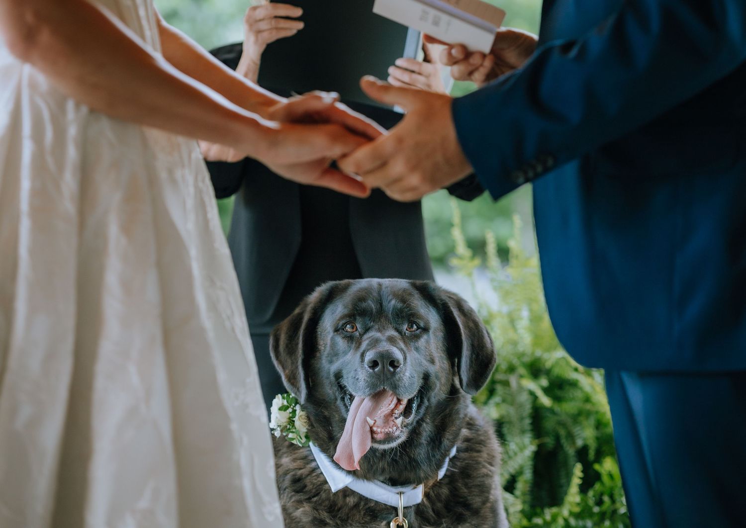 dog at Nanaimo elopement