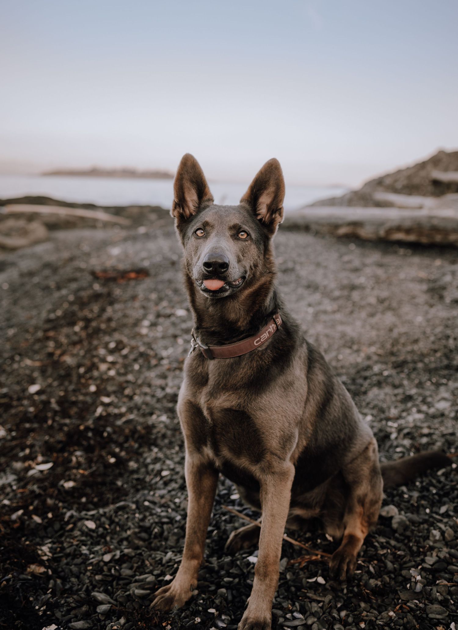 A dark brown German Shepherd dog sits alertly on rocky terrain against a misty coastal backdrop during golden hour.