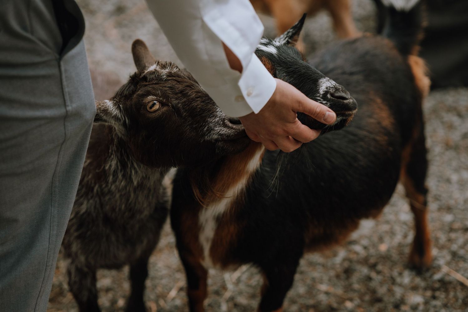 animals at cocktail hour at vancouver island wedding venue