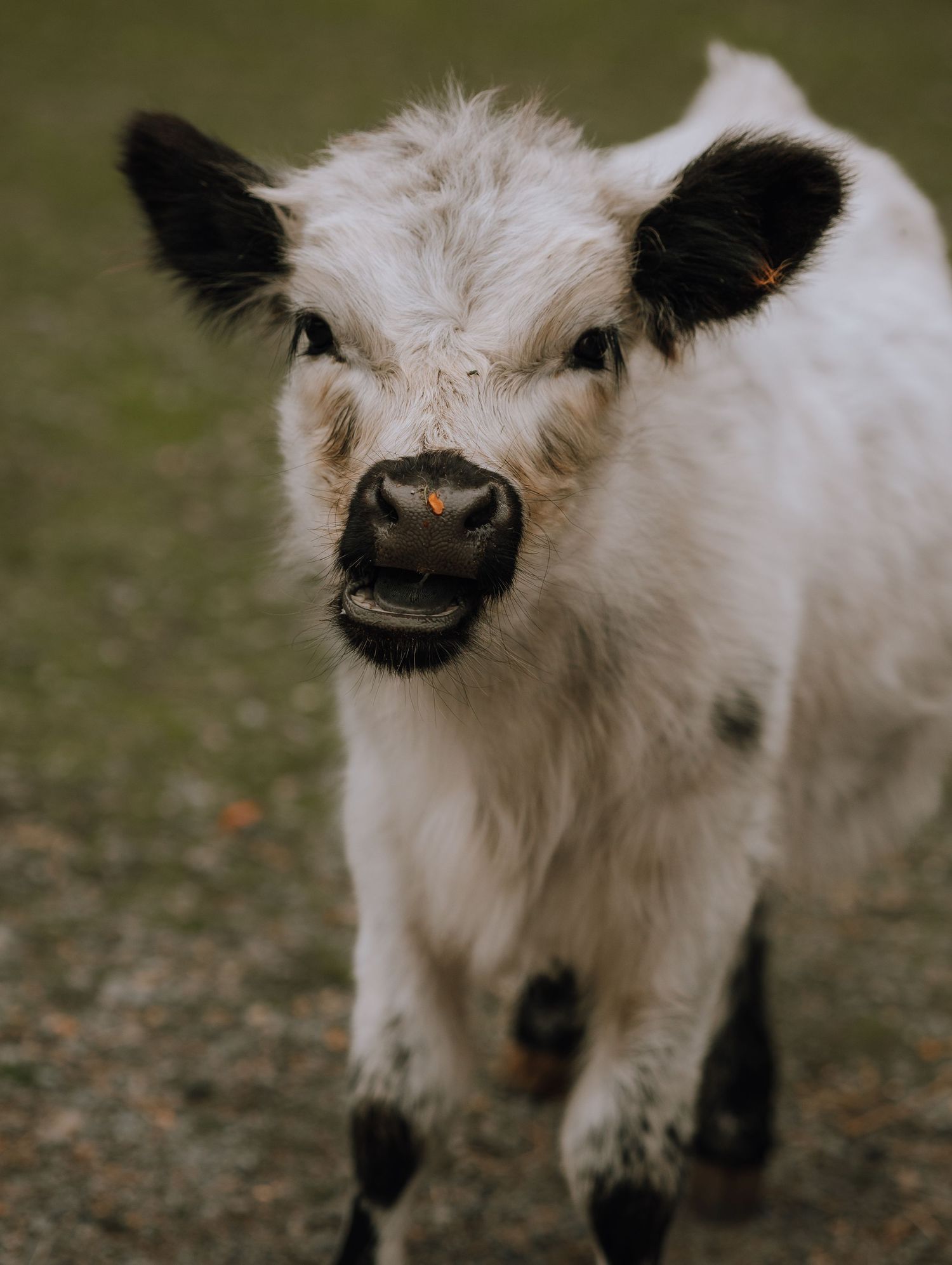 a little cow visits a wedding at Superior Farms in Nanoose Bay