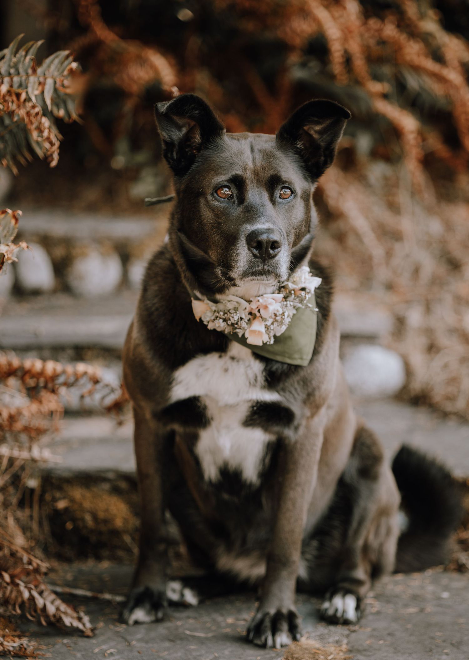 wedding dog portrait