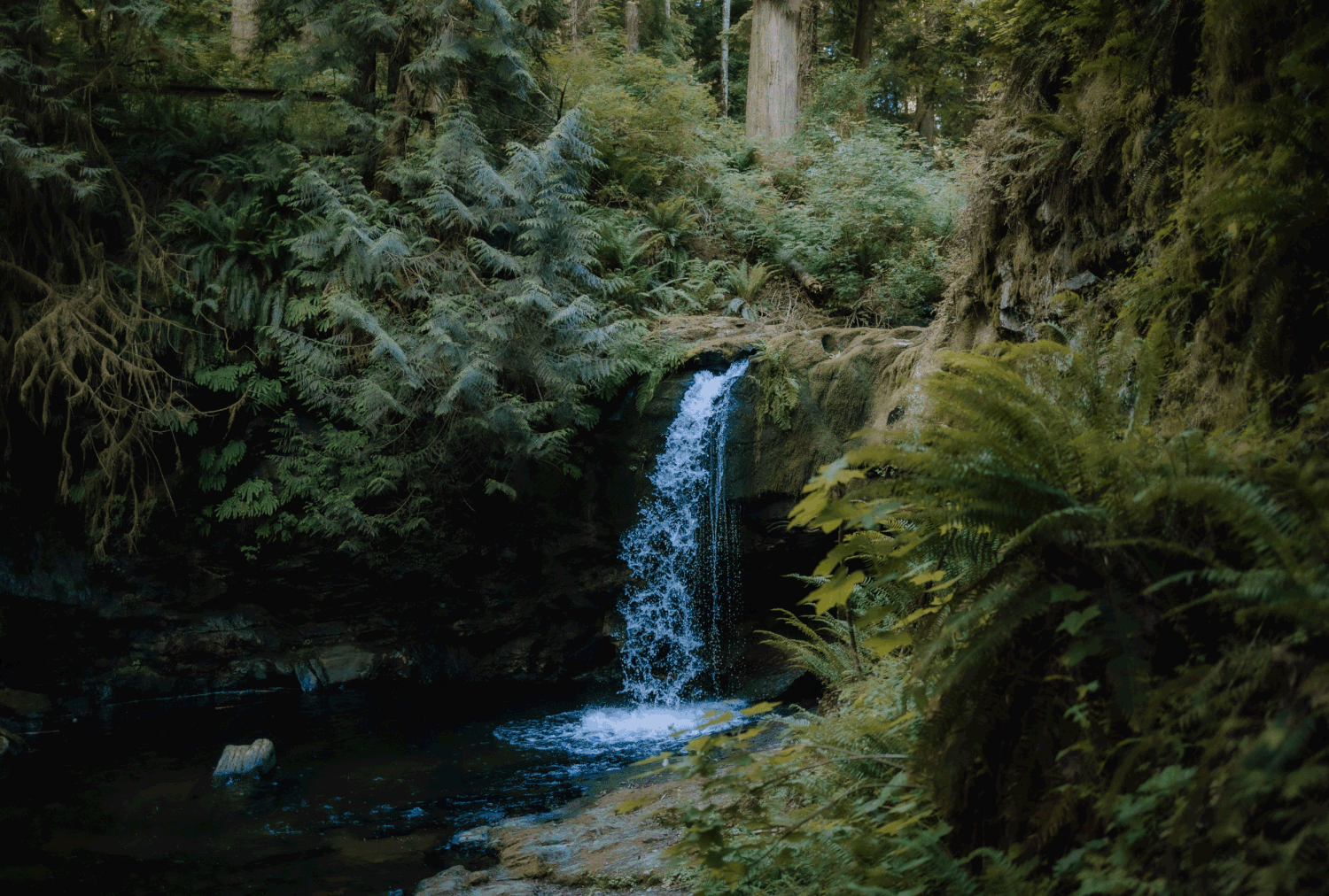 Chemainus wedding, intimate elopement, nanaimo photography, Vancouver Island photographer, waterfall, bride, groom, forest wedding, spring
