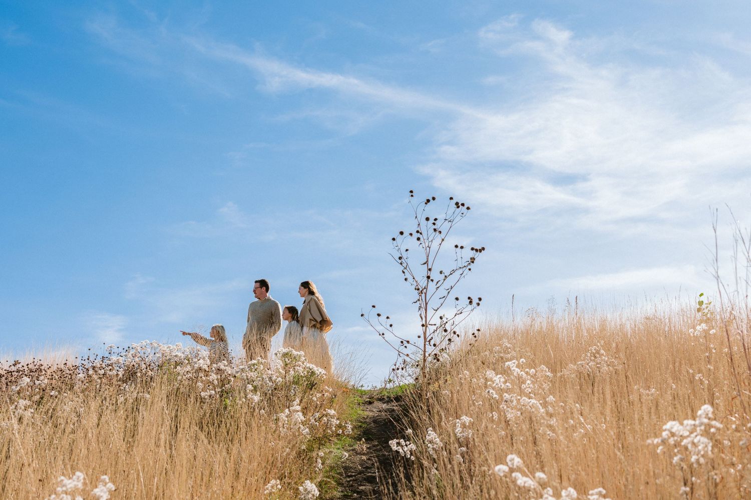 Family walking through golden meadow wildflowers under blue sky on sunny day.