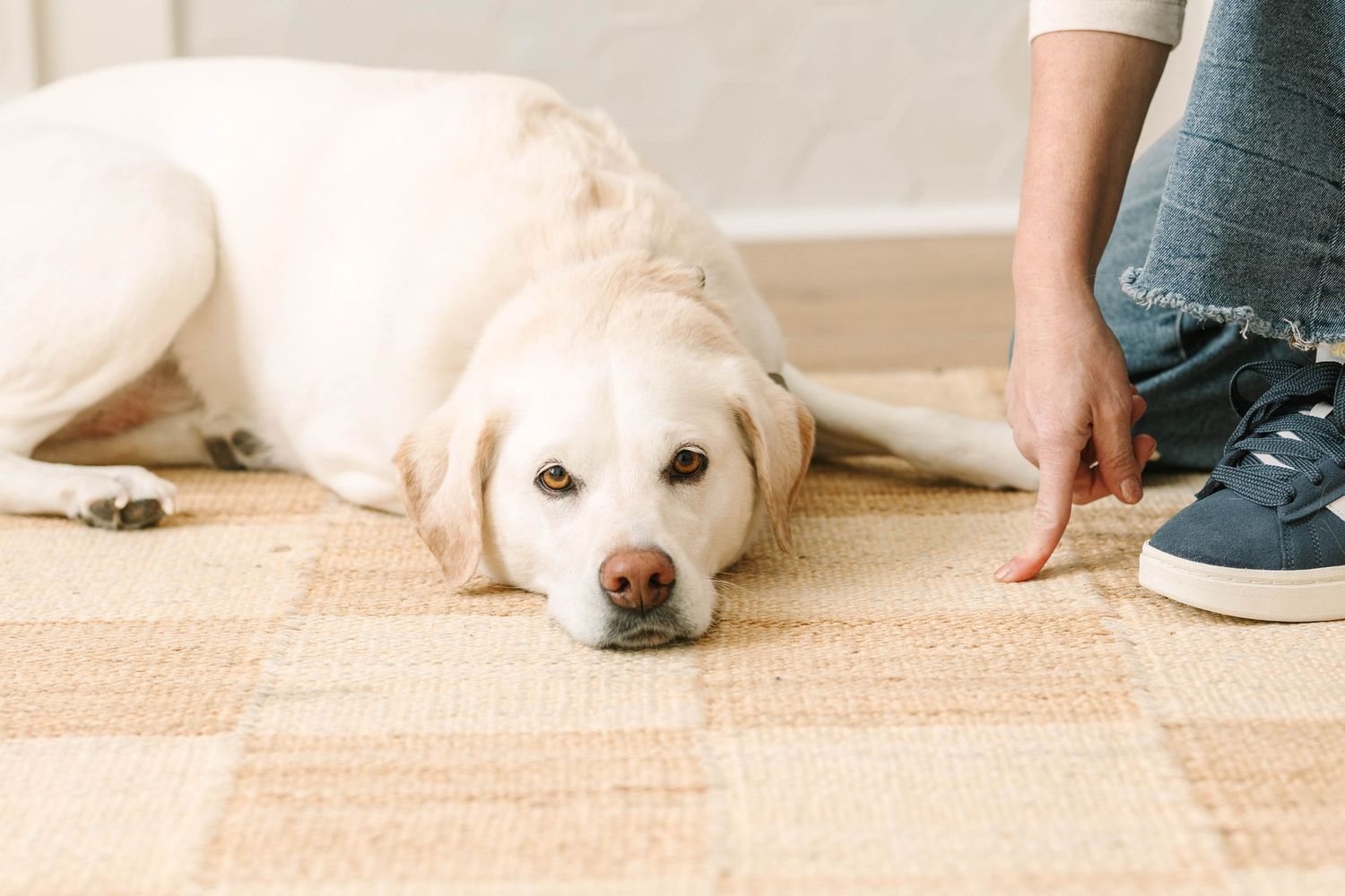 A yellow Labrador retriever lies on a beige carpet while a person's feet are visible in the background.