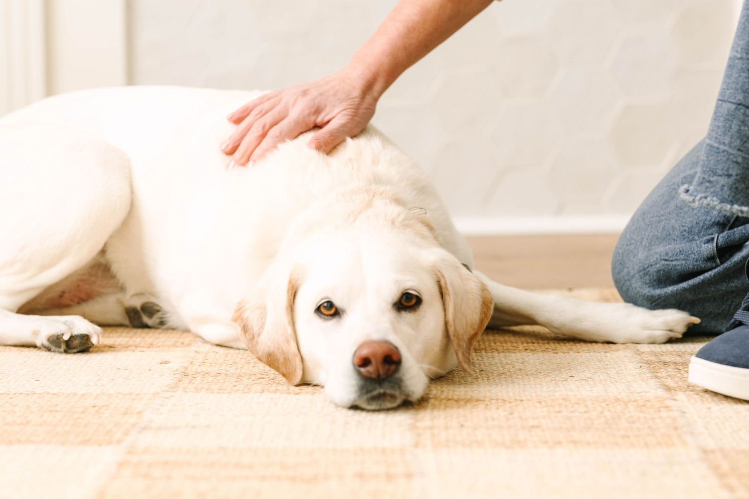 A yellow Labrador puppy lies on a light colored floor with its head resting down.