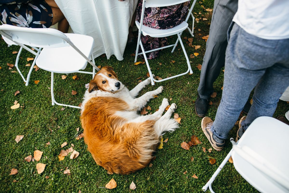 A brown and white dog rolls playfully on green grass surrounded by white chairs at an outdoor wedding reception.
