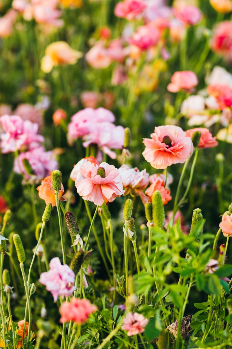 Field of delicate pink and peach poppy flowers blooming in lush green garden.