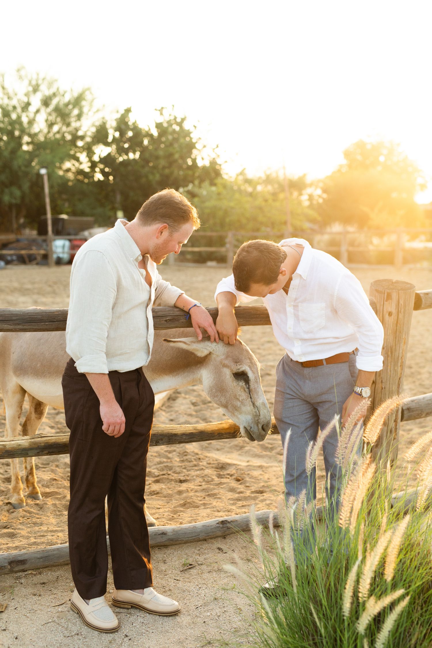 Two men petting a donkey at a farm fence during golden hour sunset at acre resort