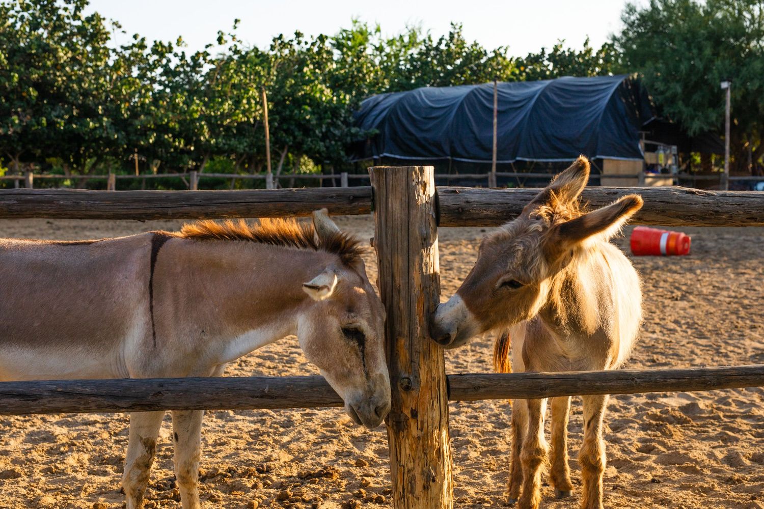 Two donkeys standing near a wooden fence post in a sandy enclosure with green trees in the background.