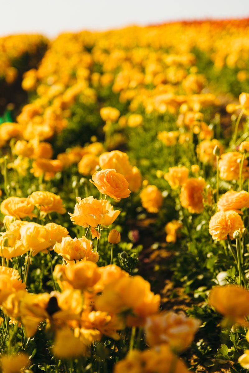 Field of blooming yellow ranunculus flowers bathed in warm golden sunlight.