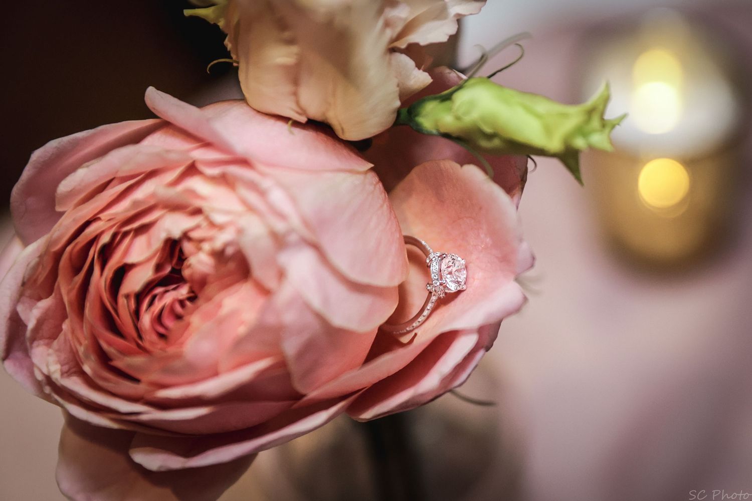 Close-up of pink roses with soft bokeh lighting in background.
